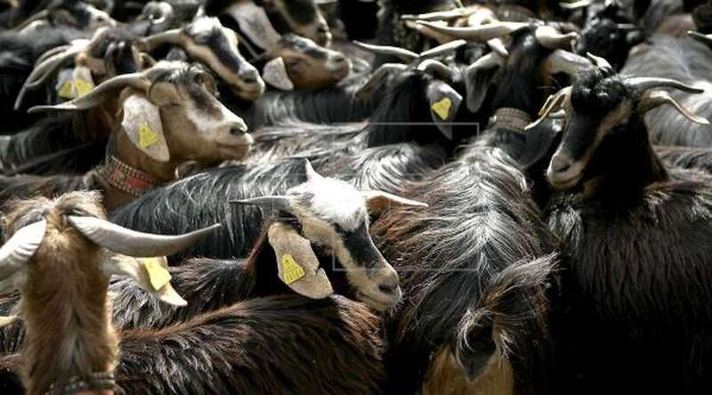 Imagen de archivo de un grupo de ejemplares de ganado caprino / EFE Cristóbal García